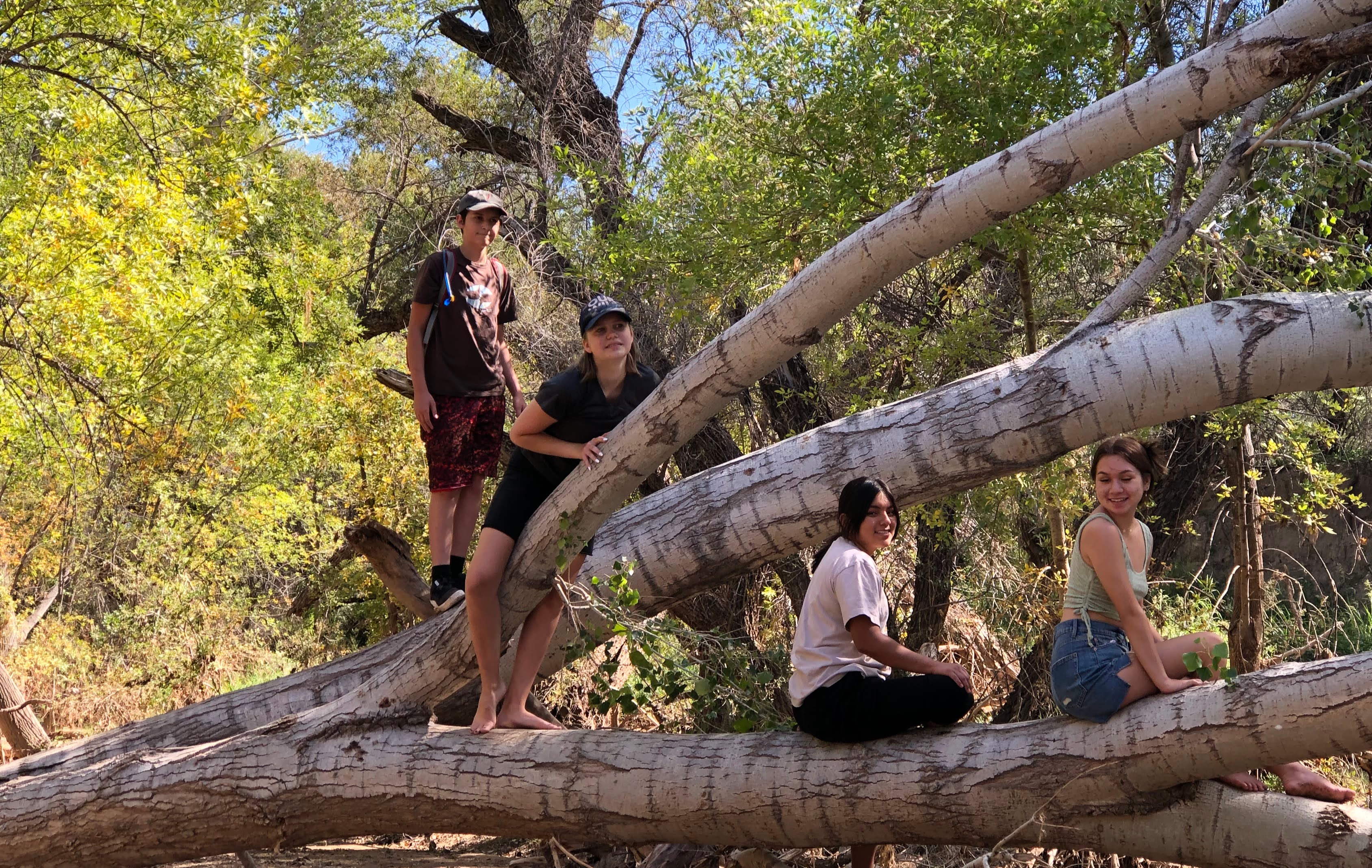 Ironwood Tree Experience
